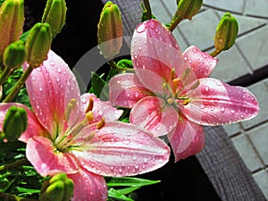 Close-up (macro) of a soft pink lily with buds in the sunlight, in raindrops. Blooming in the garden