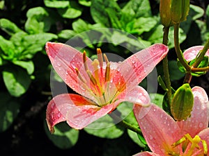 Close-up (macro) of a soft pink lily in the sunlight, in the raindrops