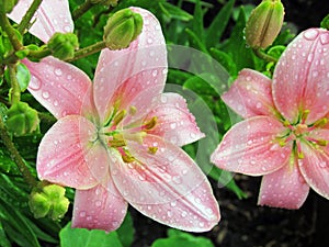 Close-up (macro) of a soft pink lily in the sunlight, in the raindrops. Blooming in the garden