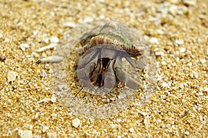 Close up macro soldier-crab, Sri Lanka photo