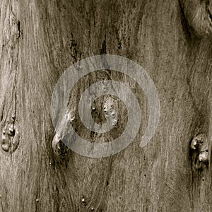 Close up macro study of a tree trunk