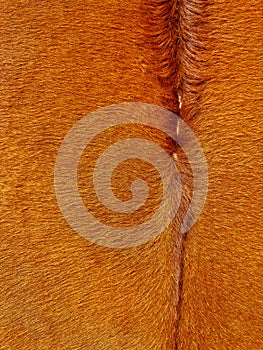 Close up macro texture of brown and white cowhide, detailed animal fur pattern for fashion and upholstery design.