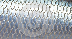 Close-up Macro Texture of Reflective Silver Fish Scales Seamless Pattern