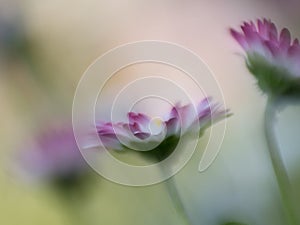 Close up macro of three daisies on bokeh background