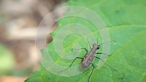 Close up macro of  tiger beetle on green leaf