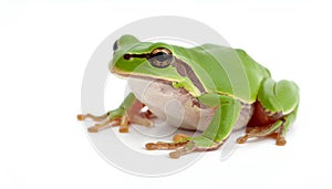 Close-up macro a tree frog isolated on a white background