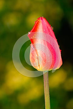 Close-up macro of tulip