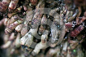 Close up macro of twisted gnarly roots of a pygmy date palm tree in Florida