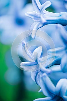 Close up macro view of a beautiful blue cyan hyacinth flower over green background.