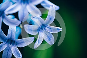 Close up macro view of a beautiful blue cyan hyacinth flower over green background.