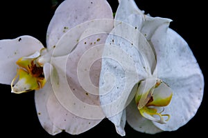 Close-up and macro view of beautiful white orchid flowers with dark background