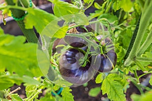 Close-up macro view of black sort of tomatoes in focus on green blurred leaves background.