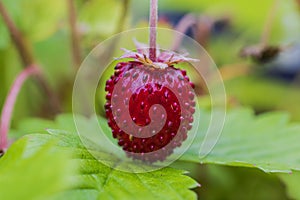 Close up macro view of bush with red garden strawberries