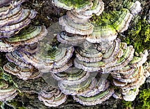 Close-up macro view of Chaga mushroom or Inonotus obliquus on the birch tree. Selective focus