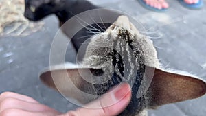 Close-up macro view of a cute little kitten enjoying caress. POV view stroking cat's head. Finding homeless kitties