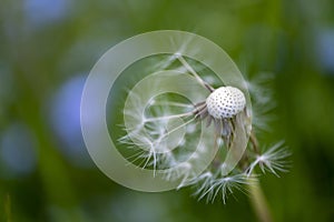 Dandelion flower seedhead, wind dispersing photo