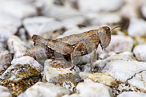 Close up macro view of a Grasshopper on a stone