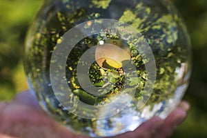 Close up macro view of hand holding crystal ball with inverted image of apple tree. Sweden.