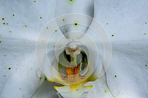 Close-up and macro view of pollen and pistil of the beautiful detail of white blossom orchid flower. This Photograph is suitable