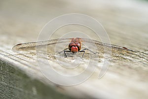 Close up macro view of Red Darter Dragonfly Head Eyes and Wings