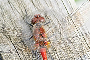 Close up macro view of Red Darter Dragonfly Head Eyes and Wings