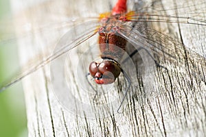 Close up macro view of Red Darter Dragonfly Head Eyes and Wings