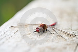 Close up macro view of Red Darter Dragonfly Head Eyes and Wings