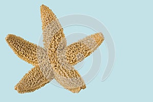 Close up macro  view of sea star isolated on blue background.