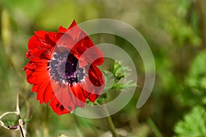 A close up macro view of a single red flower on a background of green leaves