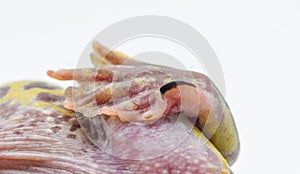 Close up macro view of toad hind foot showing dark, sickle shaped keratinous spade used for digging into dirt and burrowing. View