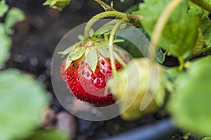 Close up macro view of wild strawberry bush isolated. Red berries and green leaves.