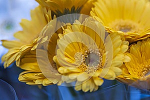 Close up macro view of yellow African daisy  flower isolated on background.