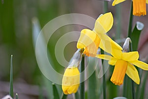 Close-up macro view of yellow narcissus and yellow daffodils in spring time showing the floral side of nature ideal as Easter back