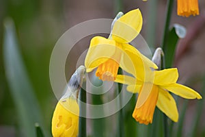 Close-up macro view of yellow narcissus and yellow daffodils in spring time showing the floral side of nature ideal as Easter back