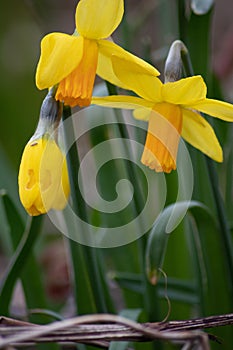 Close-up macro view of yellow narcissus and yellow daffodils in spring time showing the floral side of nature ideal as Easter back