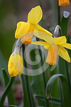 Close-up macro view of yellow narcissus and yellow daffodils in spring time showing the floral side of nature ideal as Easter back