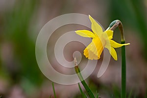 Close-up macro view of yellow narcissus and yellow daffodils in spring time showing the floral side of nature ideal as Easter back