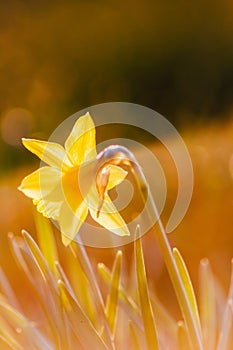 Close-up macro view of yellow narcissus and yellow daffodils in spring time showing the floral side of nature ideal as Easter back