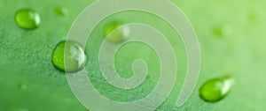 Close up macro water drop on fresh green leaves blur background,idea for ecology wallpaper,health or life backdrop,organic product