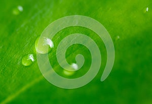 Close up macro water drop on fresh green leaves blur background,idea for ecology wallpaper,health or life backdrop,organic product