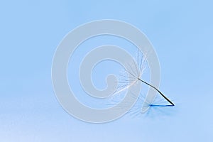 Close up macro white fluffy dandelion seeds heads with detailed lace-like patterns, natural flying or dancing seeds on