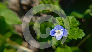 Close up macro of wild flower