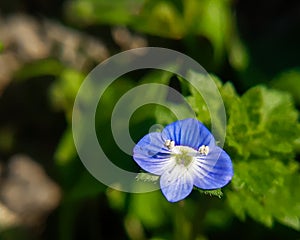 Close up macro of wild flower