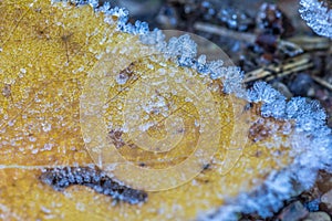 Close up macro of yellow autumn frosted leaf