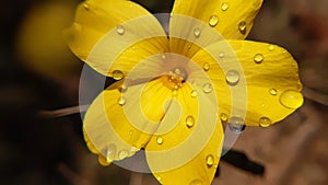 Close up macro of a yellow flower petals on a water droplets in the spring season