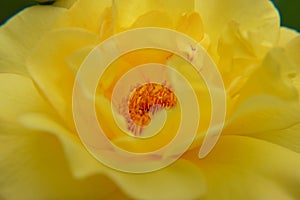 Close up macro yellow flowers rose