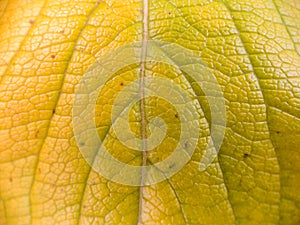 Close up macro of yellow leaf in fall photo