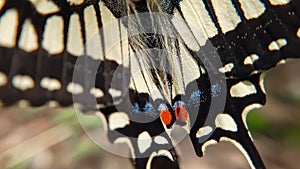 Close up macro of  yellow swallowtail butterfly open wing