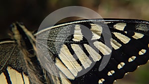Close up macro of  yellow swallowtail butterfly open wing