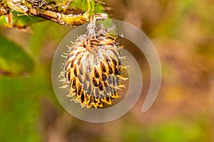 Close up macrophotography of  dried receptacle of purple thistle flower